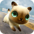 猫与龙手游app