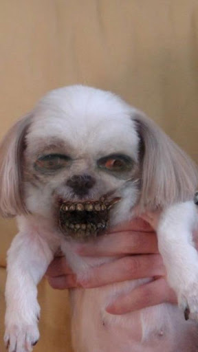 变脸僵尸手机软件app截图