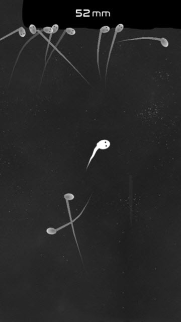 精子模拟器手游app截图