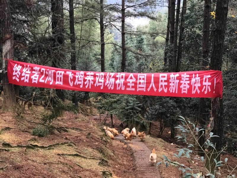 网易为了吃鸡 丁磊真的给终结者2开了养鸡场