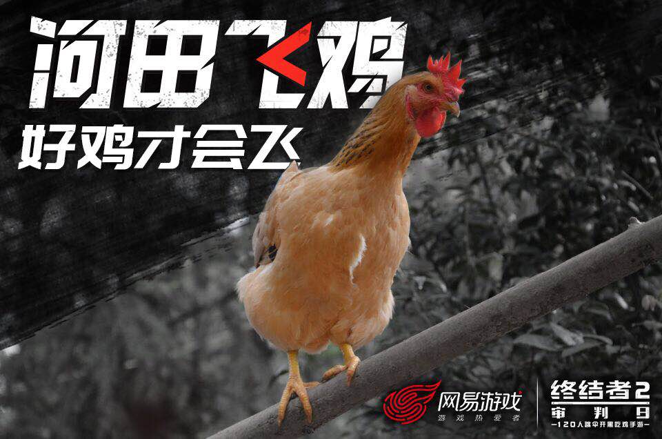 网易为了吃鸡 丁磊真的给终结者2开了养鸡场
