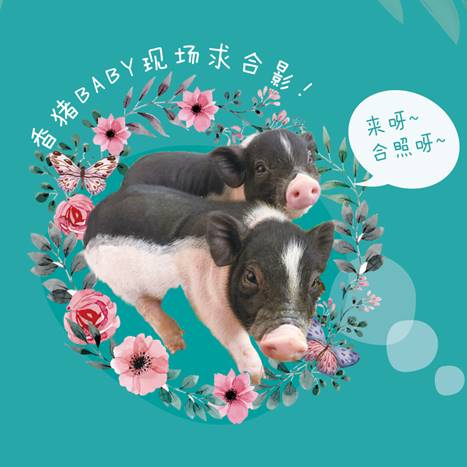 CP23最佛系操作，《小森生活》现场养猪？