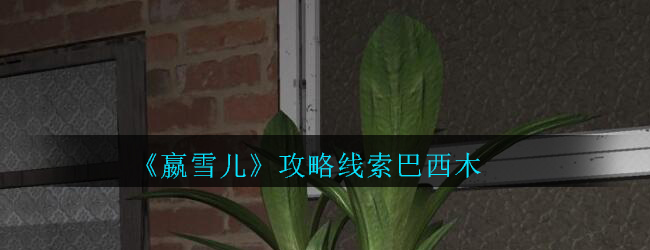 《孙美琪疑案-嬴雪儿》五级线索——巴西木