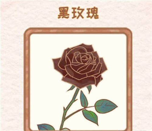 《花店物语》黑玫瑰获取方法