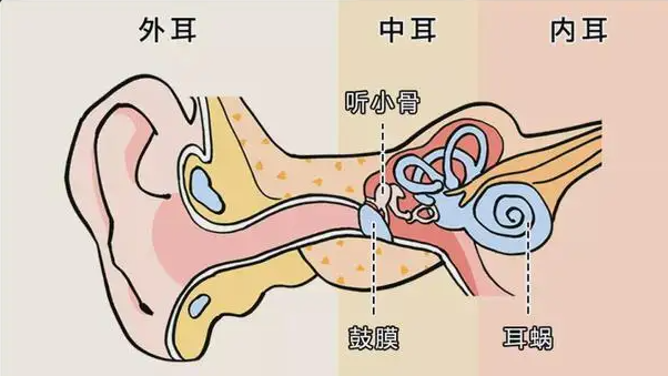 耳朵除了听觉功能，还可以感知到
